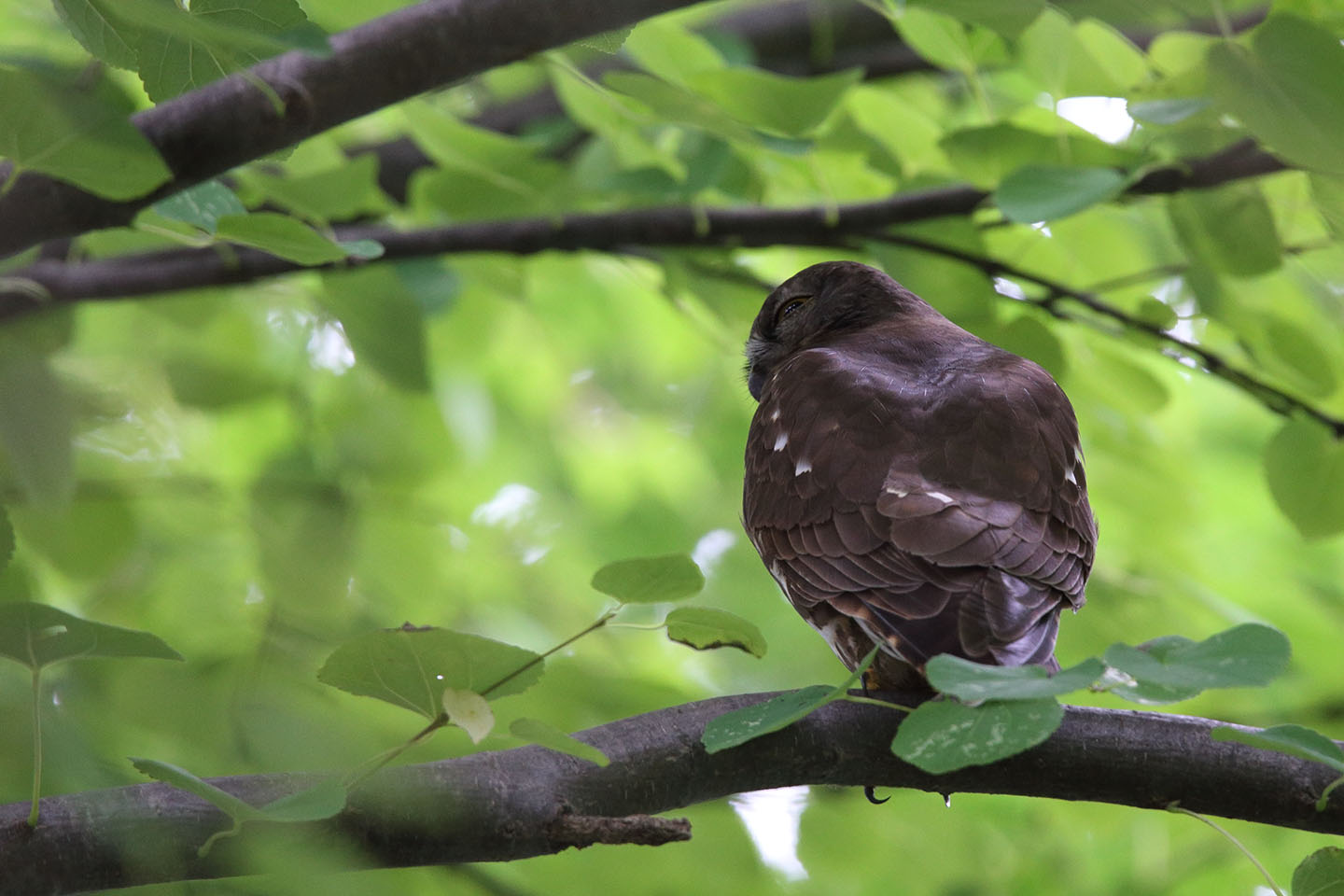 Canon EOS 6D + TAMRON SP 150-600mm F/5-6.3 Di VC USD (A011)