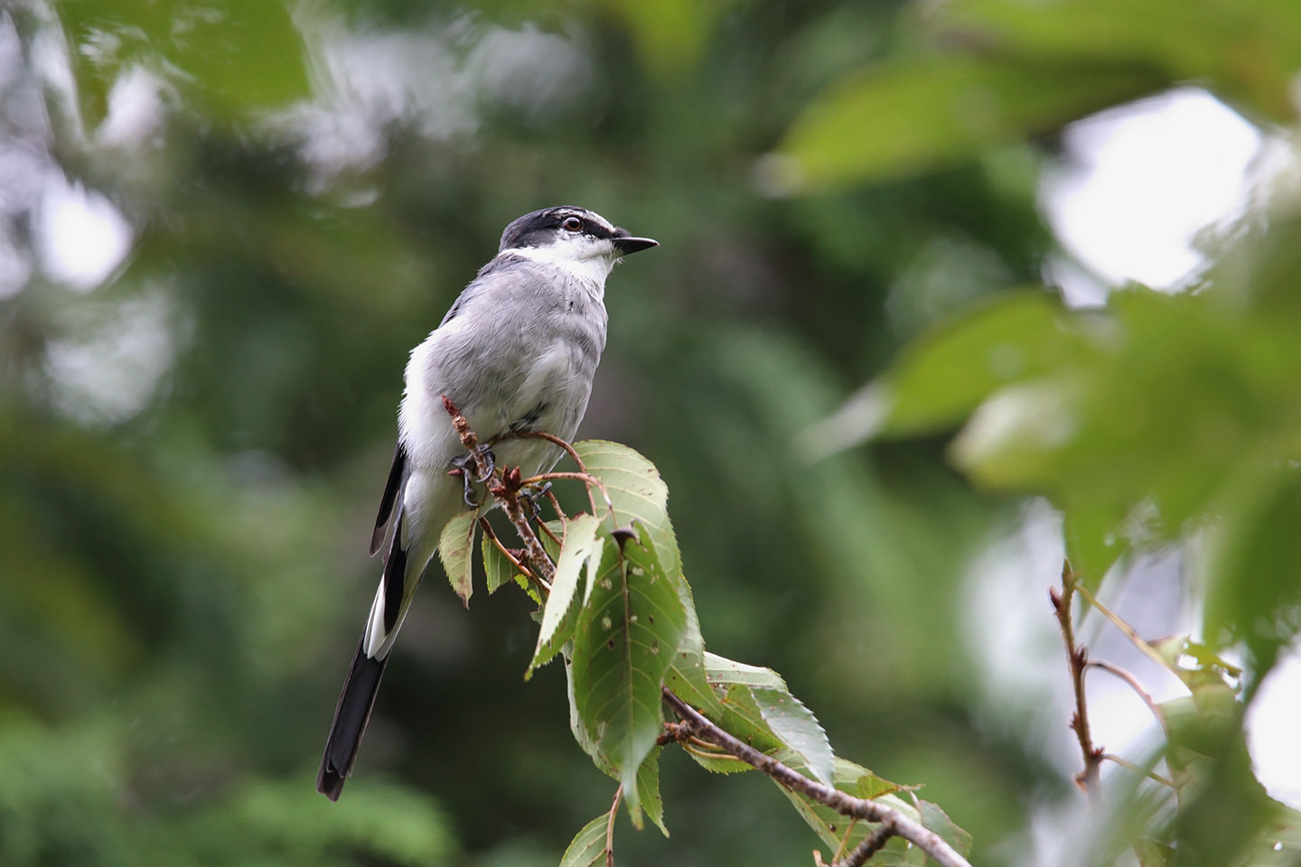 Canon EOS 6D + TAMRON SP 150-600mm F/5-6.3 Di VC USD (A011)