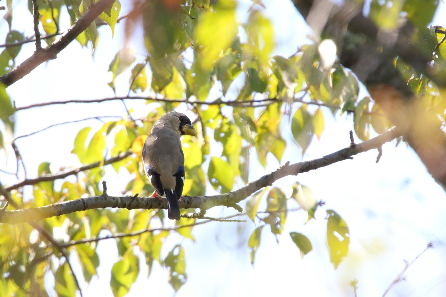 Canon EOS 6D + TAMRON SP 150-600mm F/5-6.3 Di VC USD (A011)