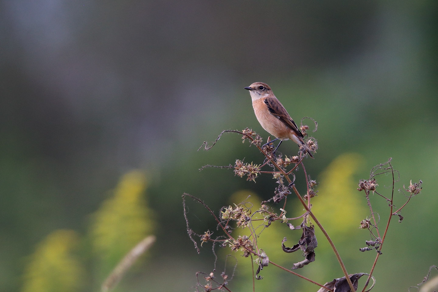 Canon EOS 6D + TAMRON SP 150-600mm F/5-6.3 Di VC USD (A011)