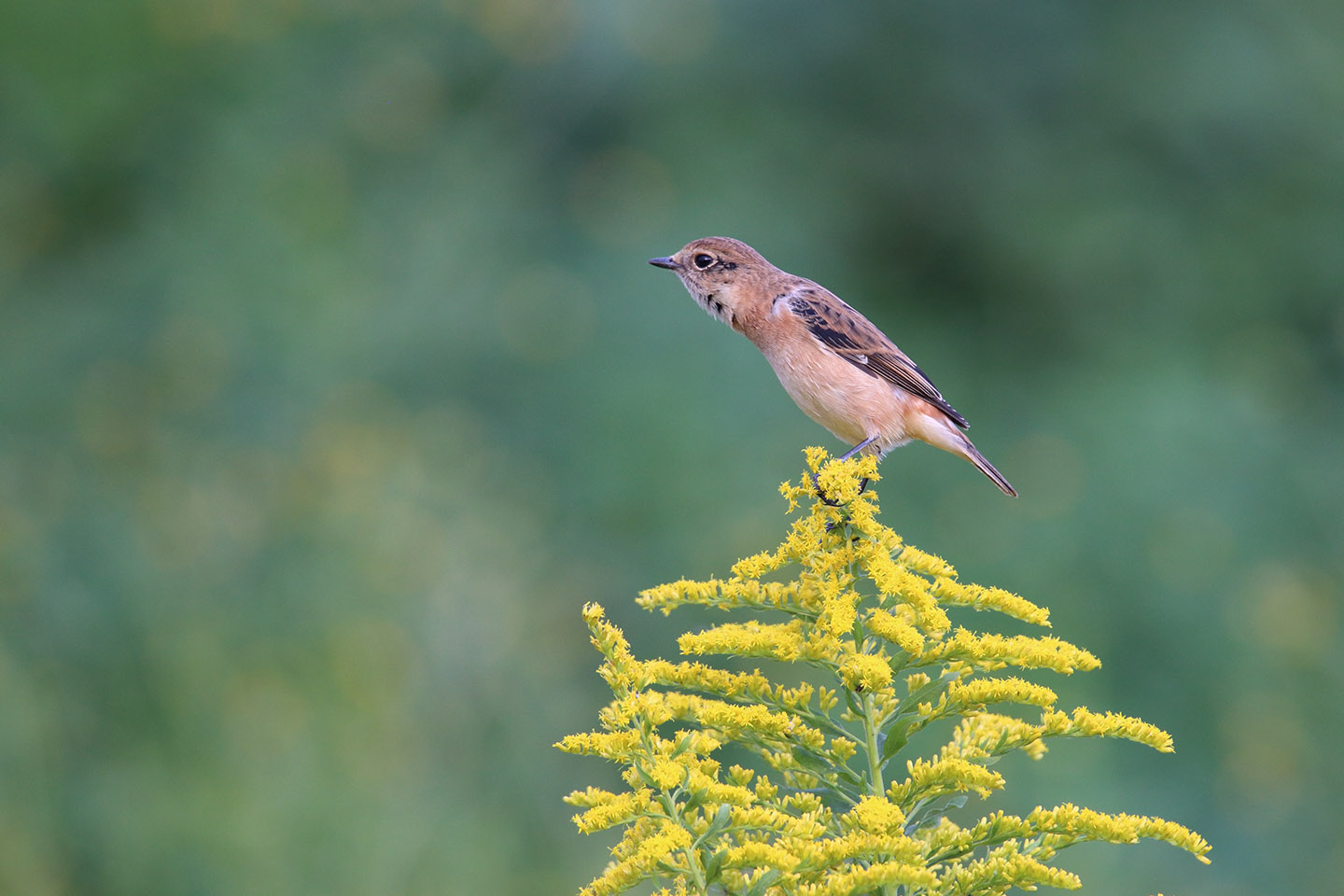 Canon EOS 6D + TAMRON SP 150-600mm F/5-6.3 Di VC USD (A011)