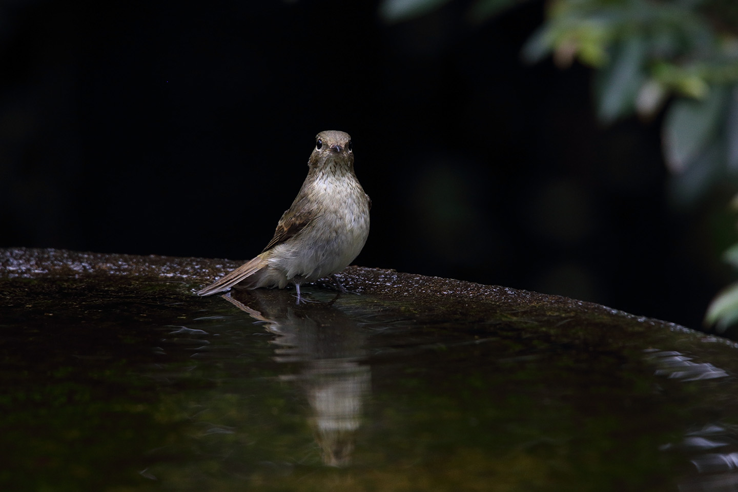 Canon EOS 6D + TAMRON SP 150-600mm F/5-6.3 Di VC USD (A011)