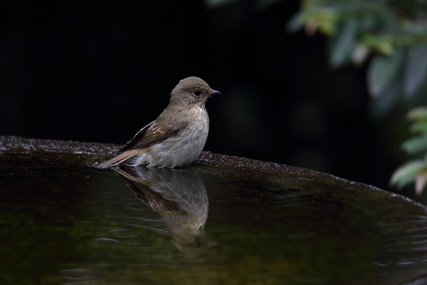 Canon EOS 6D + TAMRON SP 150-600mm F/5-6.3 Di VC USD (A011)