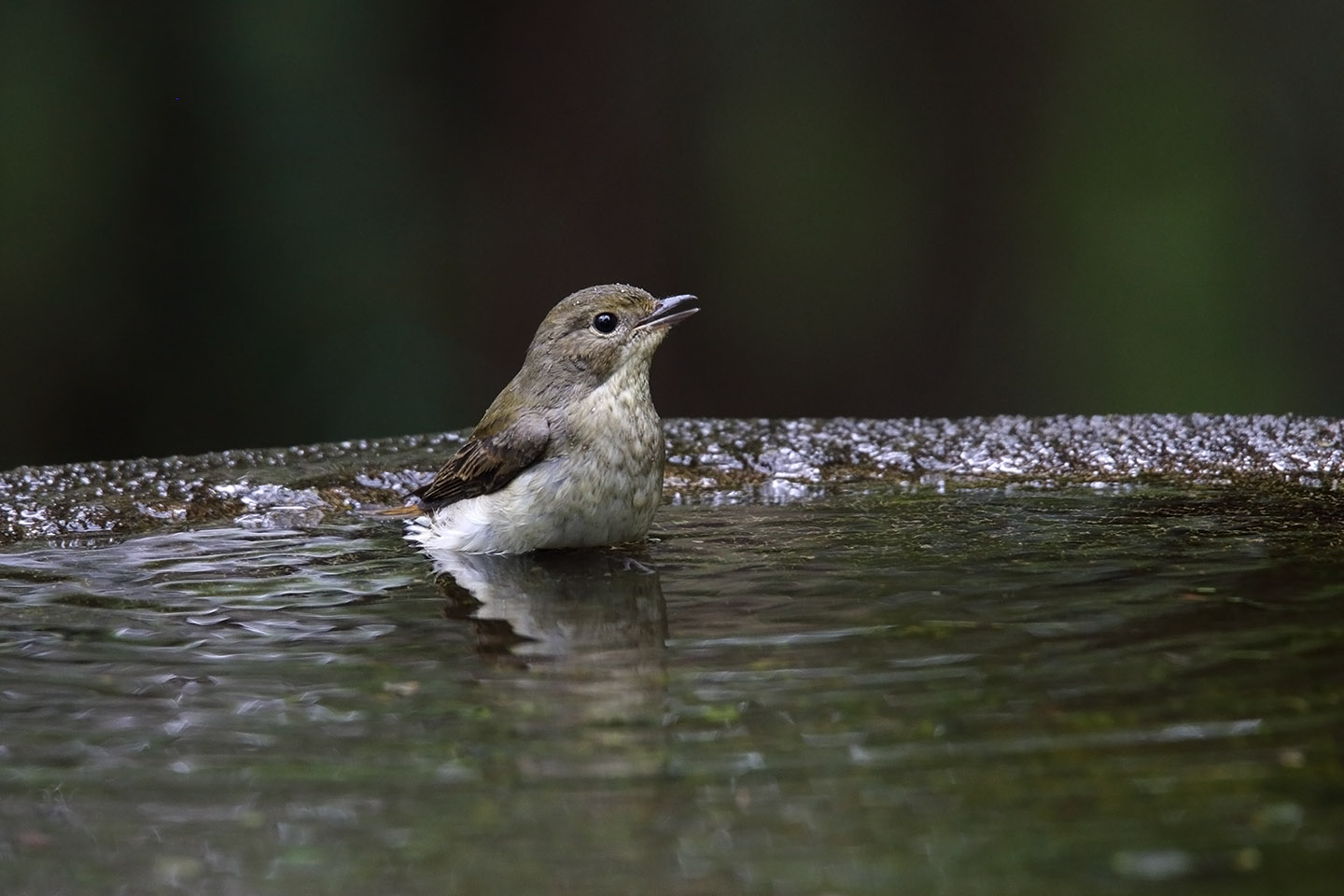 Canon EOS 6D + TAMRON SP 150-600mm F/5-6.3 Di VC USD (A011)