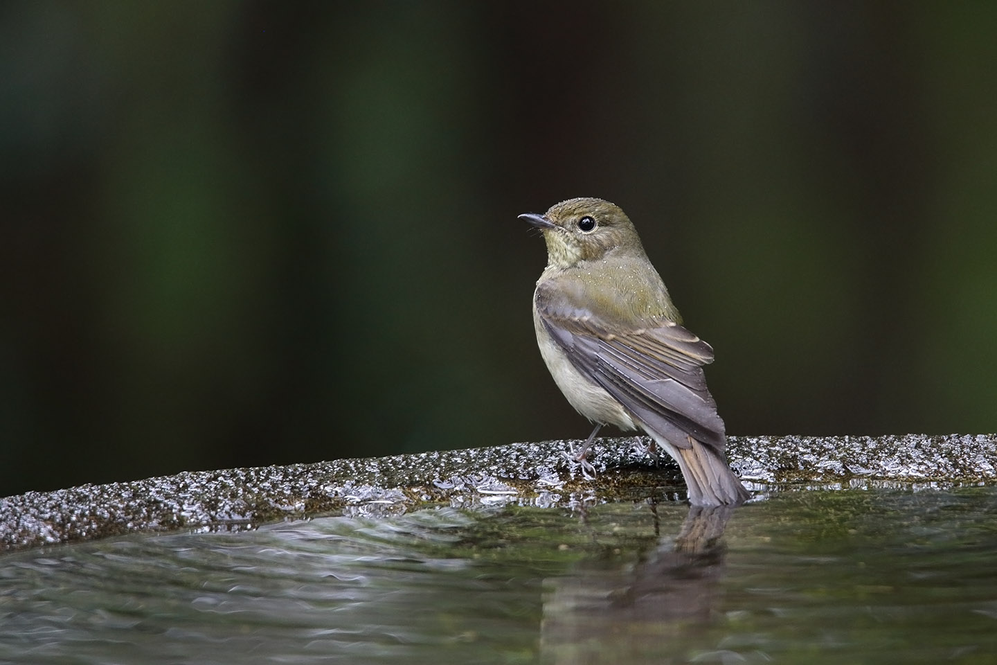 Canon EOS 6D + TAMRON SP 150-600mm F/5-6.3 Di VC USD (A011)