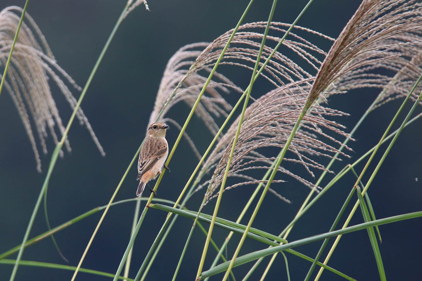 Canon EOS 6D + TAMRON SP 150-600mm F/5-6.3 Di VC USD (A011)