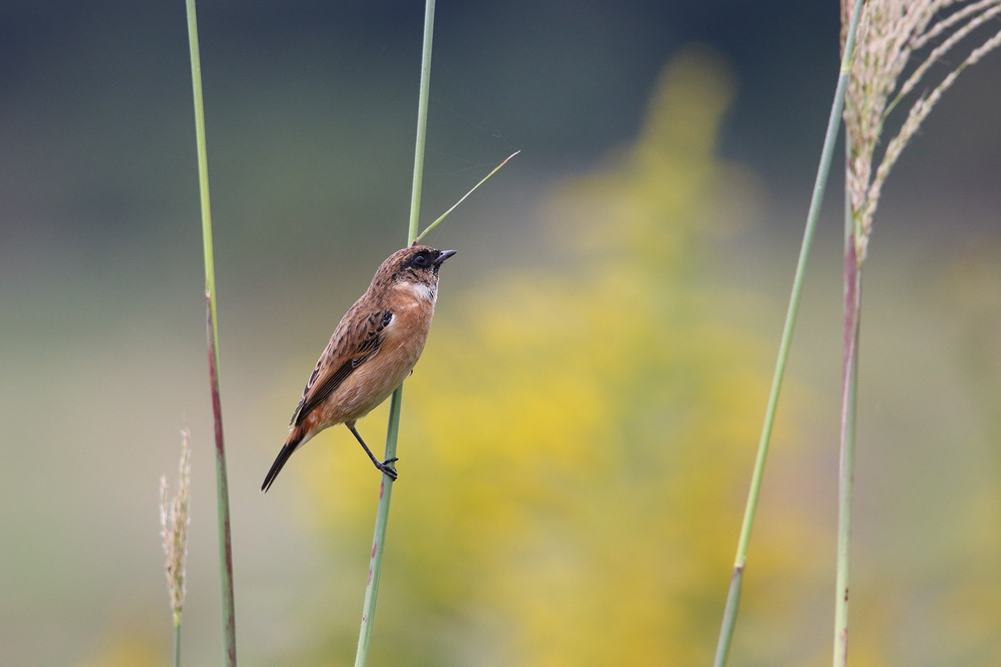 Canon EOS 6D + TAMRON SP 150-600mm F/5-6.3 Di VC USD (A011)