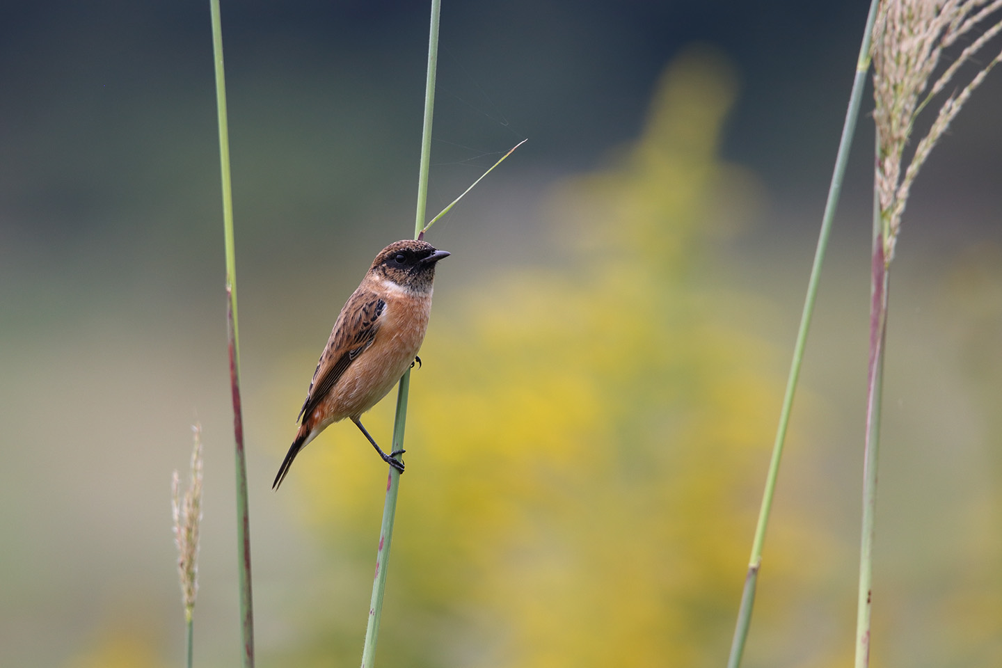 Canon EOS 6D + TAMRON SP 150-600mm F/5-6.3 Di VC USD (A011)