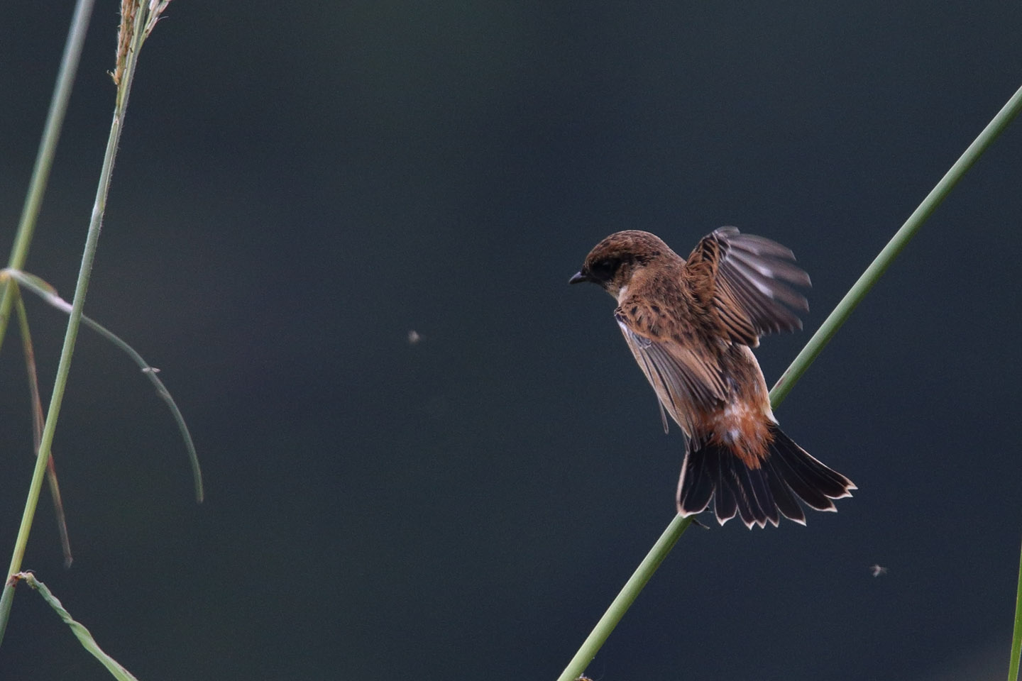 Canon EOS 6D + TAMRON SP 150-600mm F/5-6.3 Di VC USD (A011)