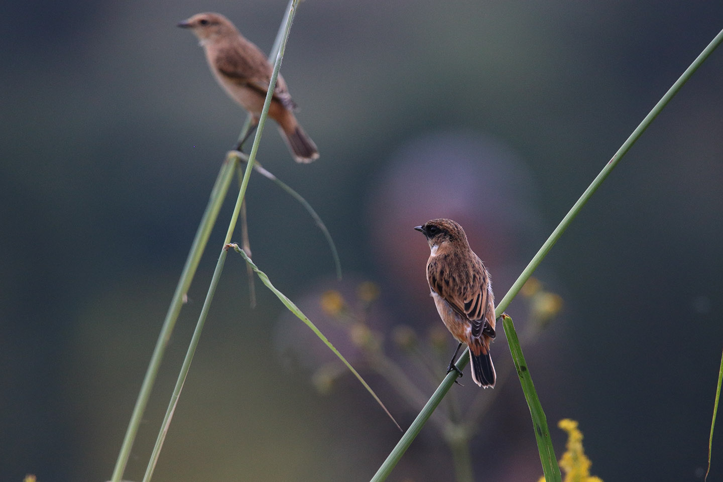 Canon EOS 6D + TAMRON SP 150-600mm F/5-6.3 Di VC USD (A011)