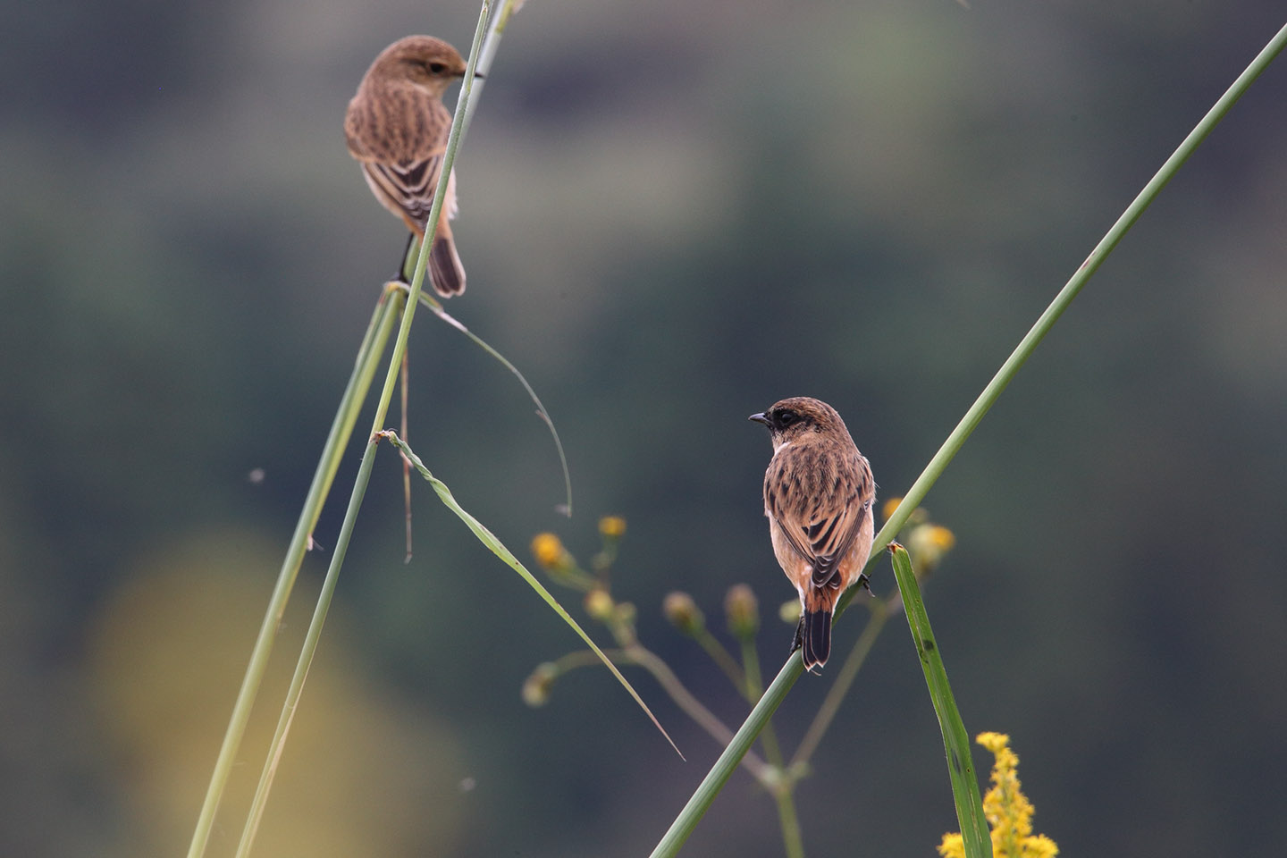 Canon EOS 6D + TAMRON SP 150-600mm F/5-6.3 Di VC USD (A011)