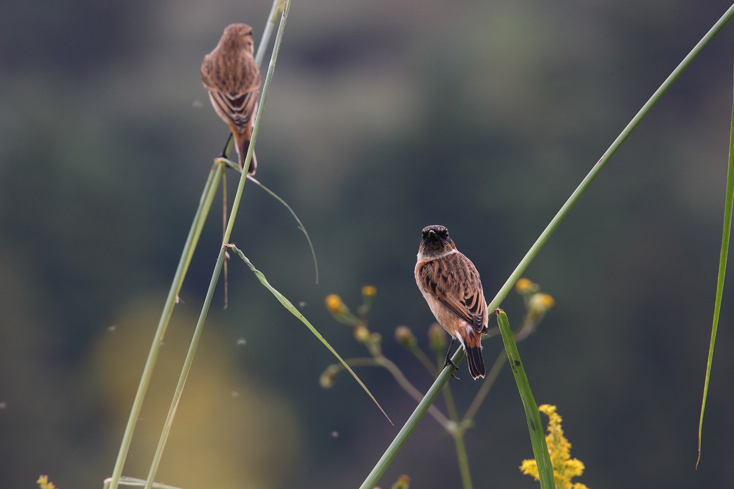 Canon EOS 6D + TAMRON SP 150-600mm F/5-6.3 Di VC USD (A011)