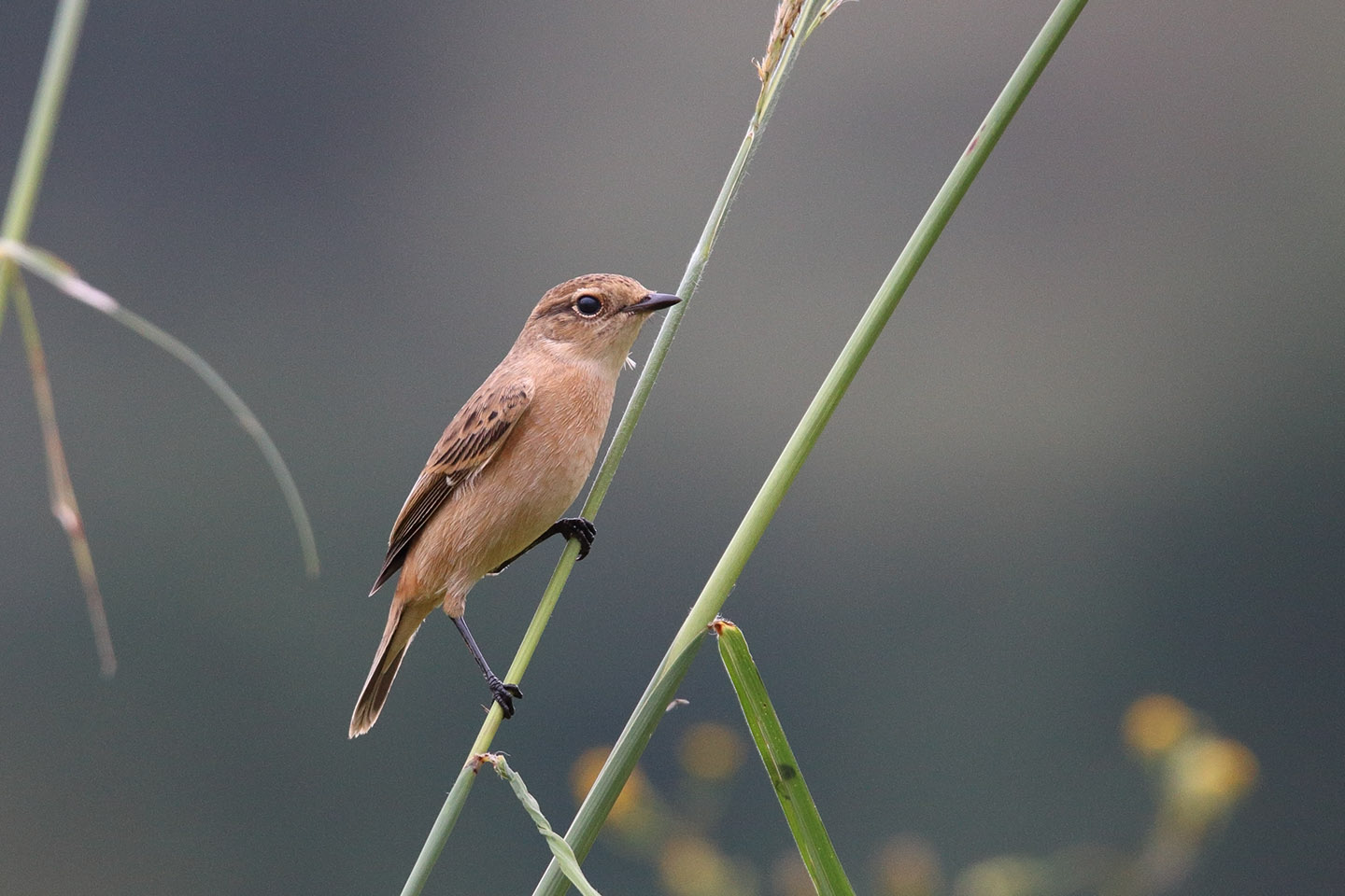 Canon EOS 6D + TAMRON SP 150-600mm F/5-6.3 Di VC USD (A011)