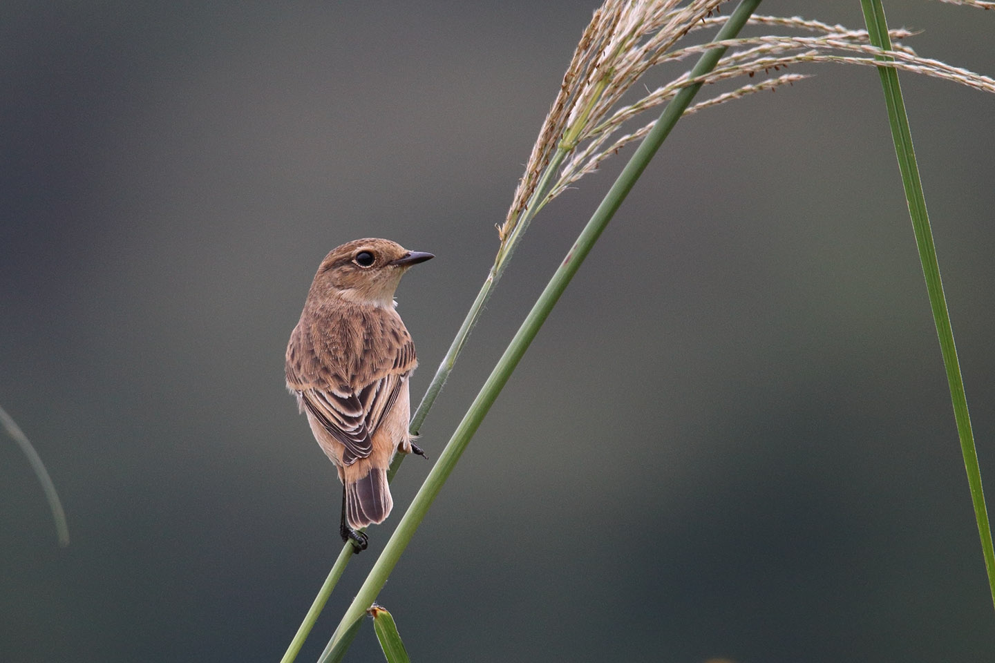 Canon EOS 6D + TAMRON SP 150-600mm F/5-6.3 Di VC USD (A011)