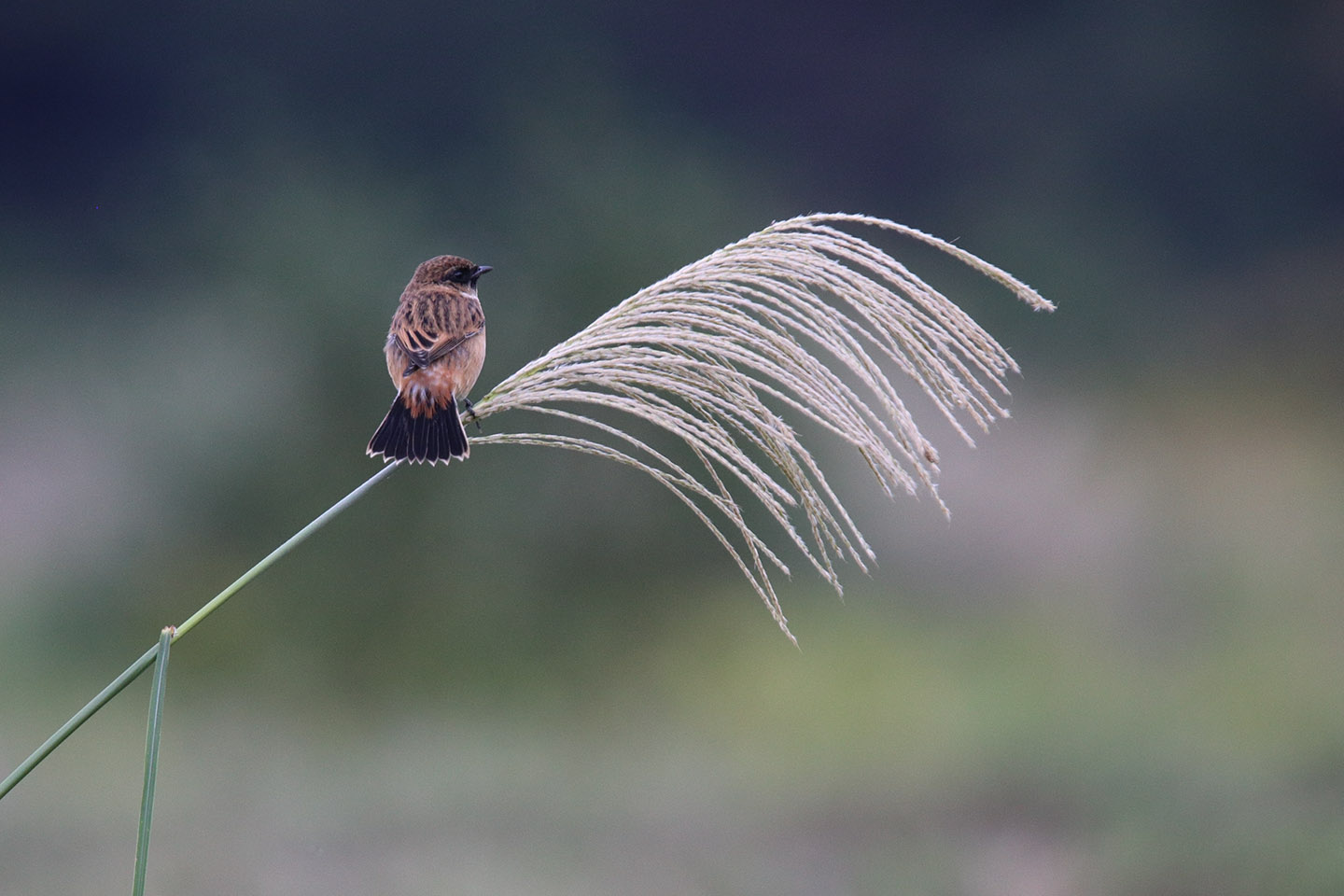 Canon EOS 6D + TAMRON SP 150-600mm F/5-6.3 Di VC USD (A011)