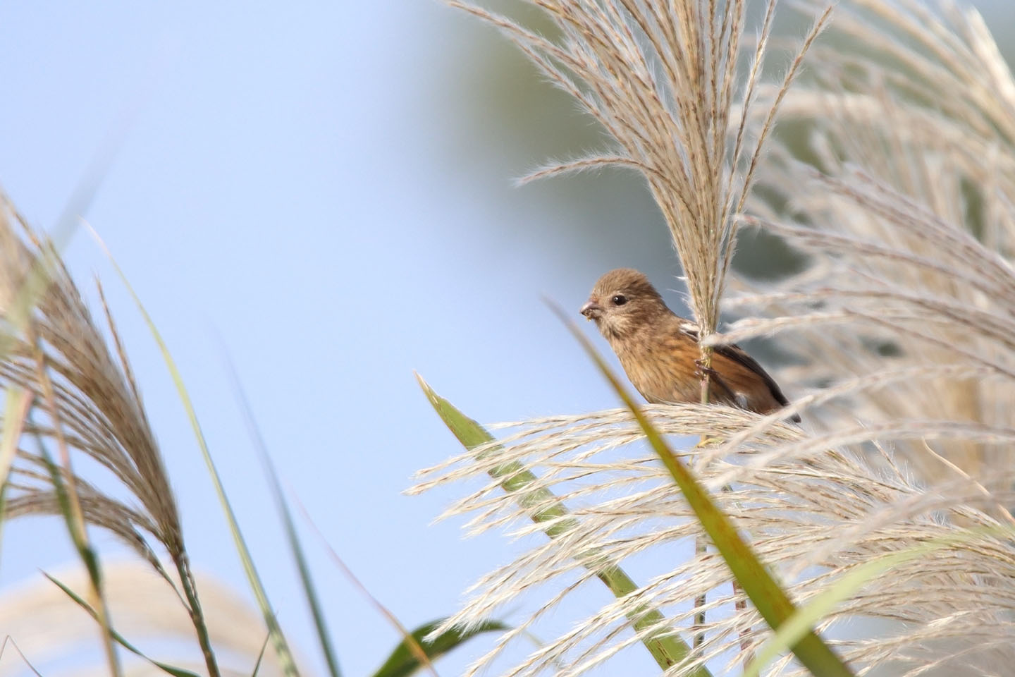 Canon EOS 6D + TAMRON SP 150-600mm F/5-6.3 Di VC USD (A011)