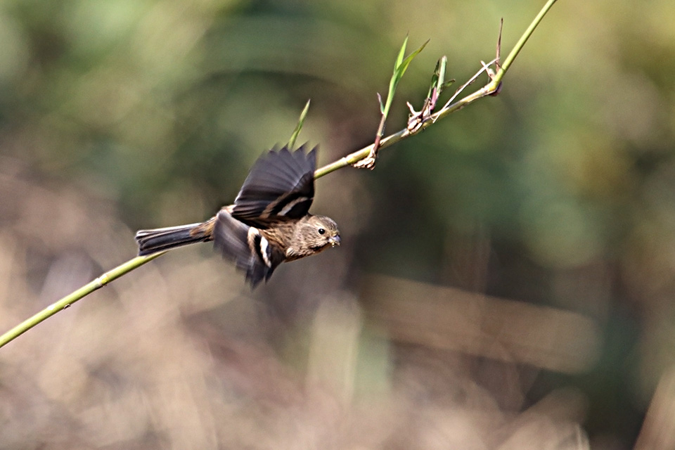 Canon EOS 6D + TAMRON SP 150-600mm F/5-6.3 Di VC USD (A011)