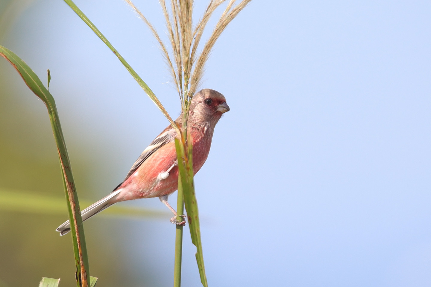 Canon EOS 6D + TAMRON SP 150-600mm F/5-6.3 Di VC USD (A011)