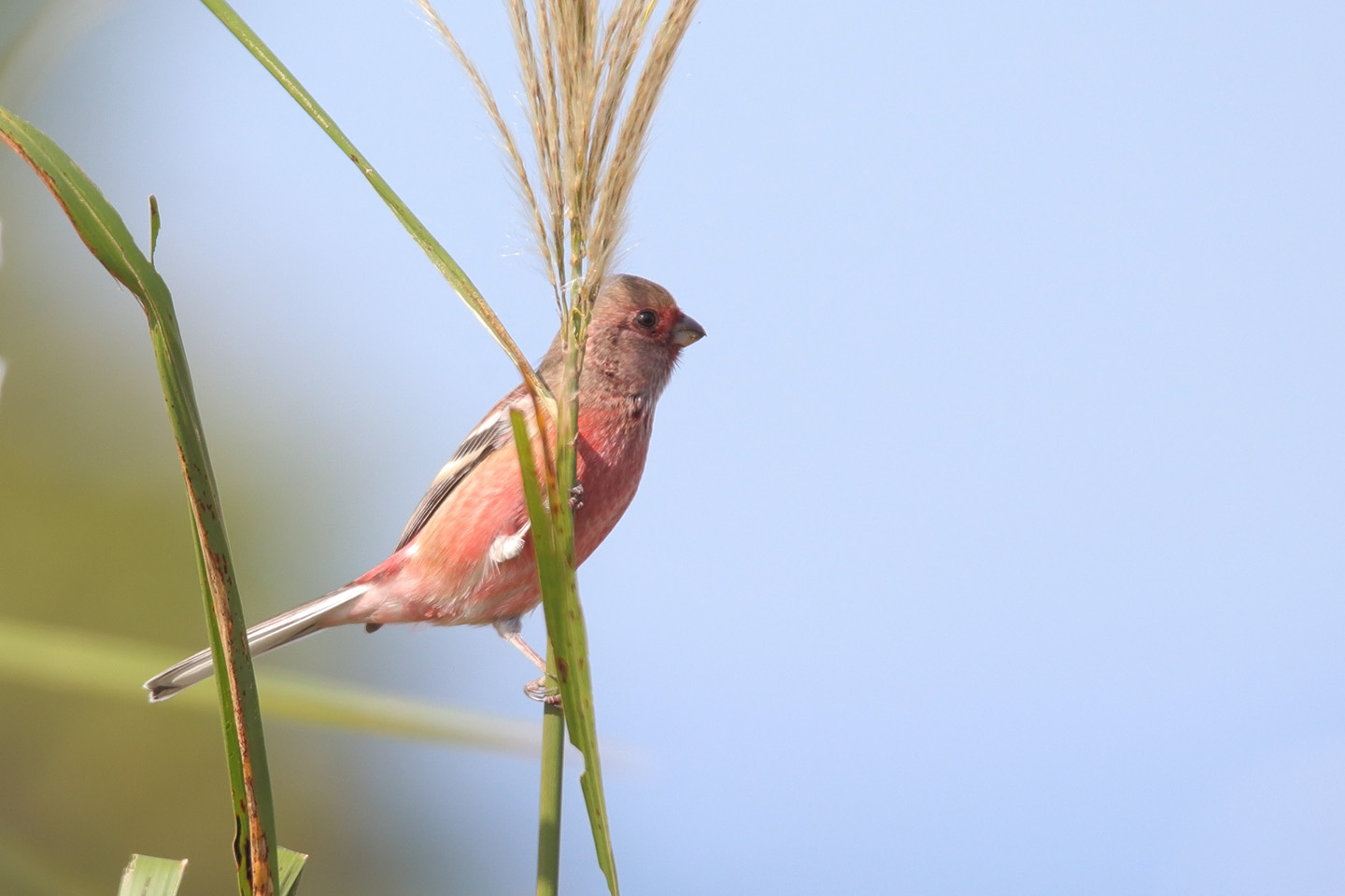 Canon EOS 6D + TAMRON SP 150-600mm F/5-6.3 Di VC USD (A011)