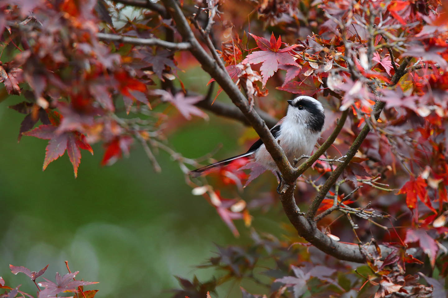 Canon EOS 6D + TAMRON SP 150-600mm F/5-6.3 Di VC USD (A011)