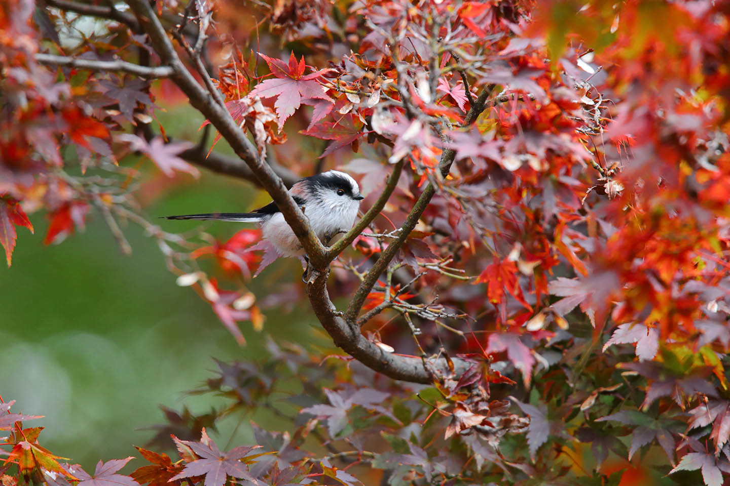 Canon EOS 6D + TAMRON SP 150-600mm F/5-6.3 Di VC USD (A011)