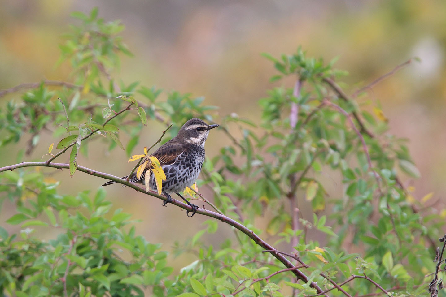 Canon EOS 6D + TAMRON SP 150-600mm F/5-6.3 Di VC USD (A011)