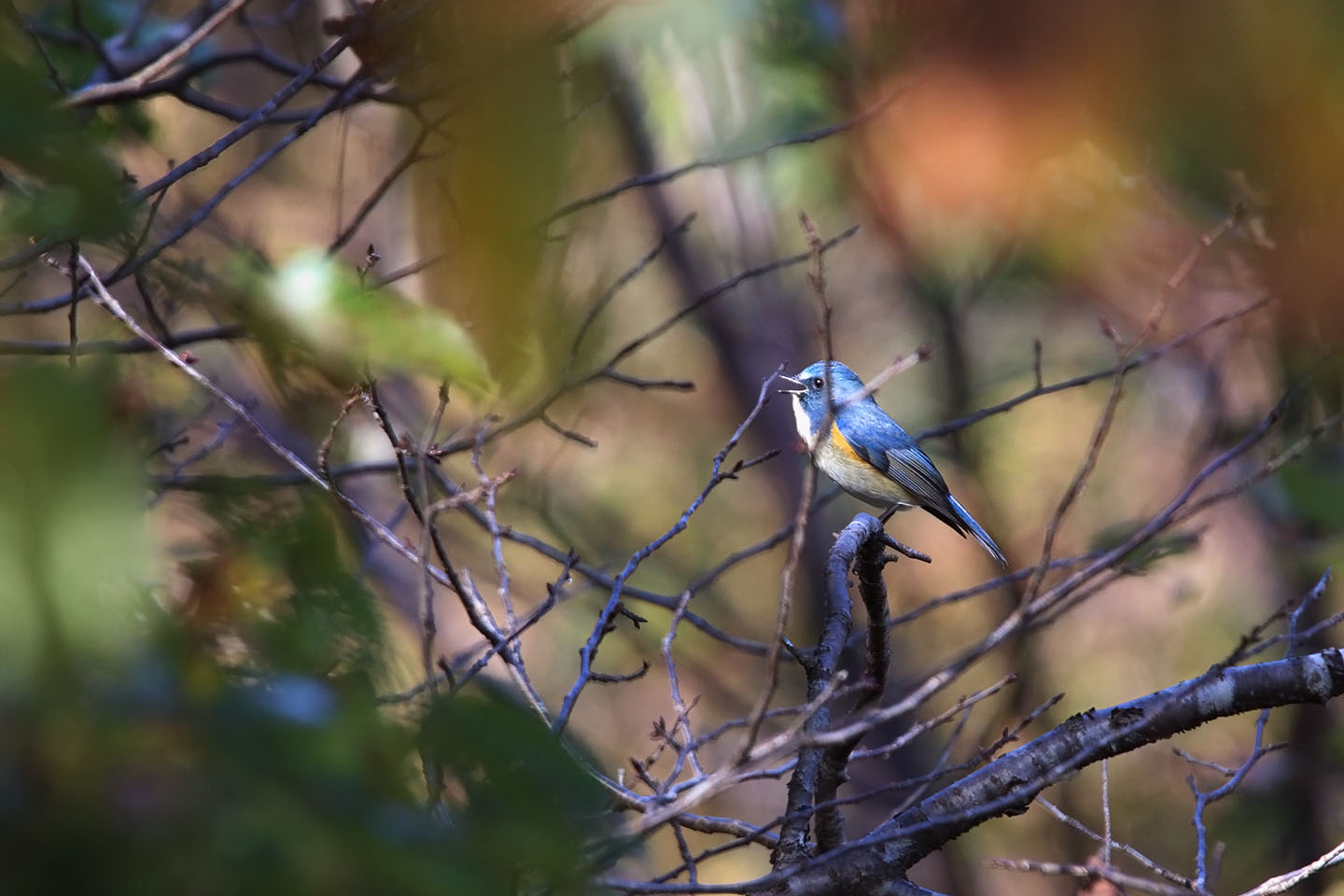 Canon EOS 6D + TAMRON SP 150-600mm F/5-6.3 Di VC USD (A011)