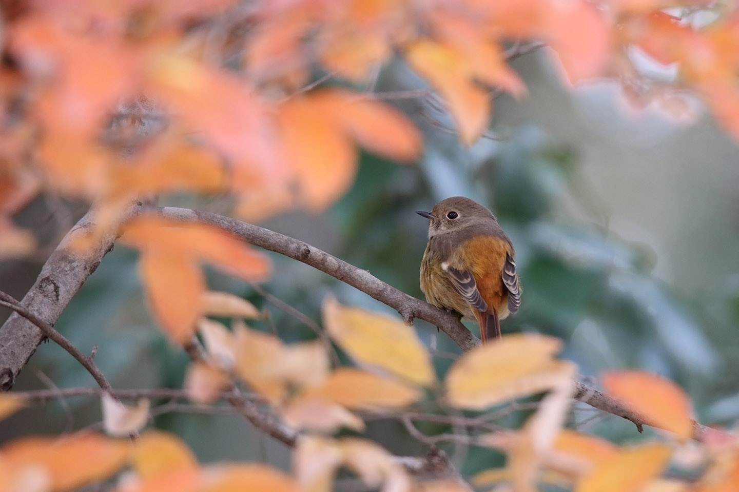 Canon EOS 6D + TAMRON SP 150-600mm F/5-6.3 Di VC USD (A011)