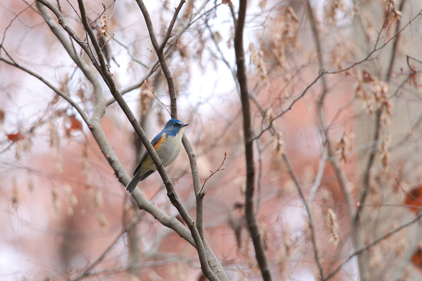 Canon EOS 6D + TAMRON SP 150-600mm F/5-6.3 Di VC USD (A011)