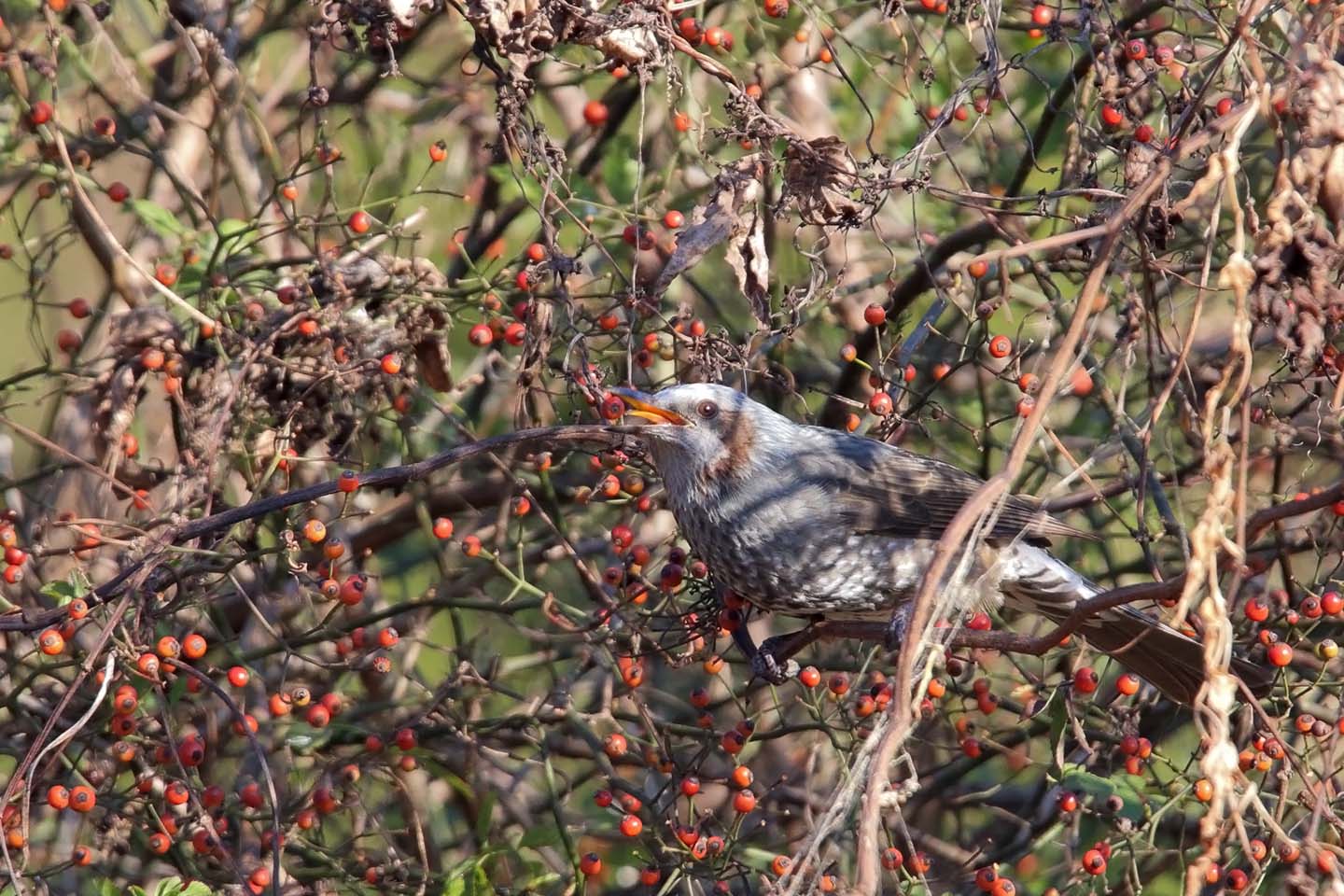 さくちゃんの 鳥と遊ぼうよ カテゴリー ヒヨドリ科 スズメ目ヒヨドリ科 に属する野鳥