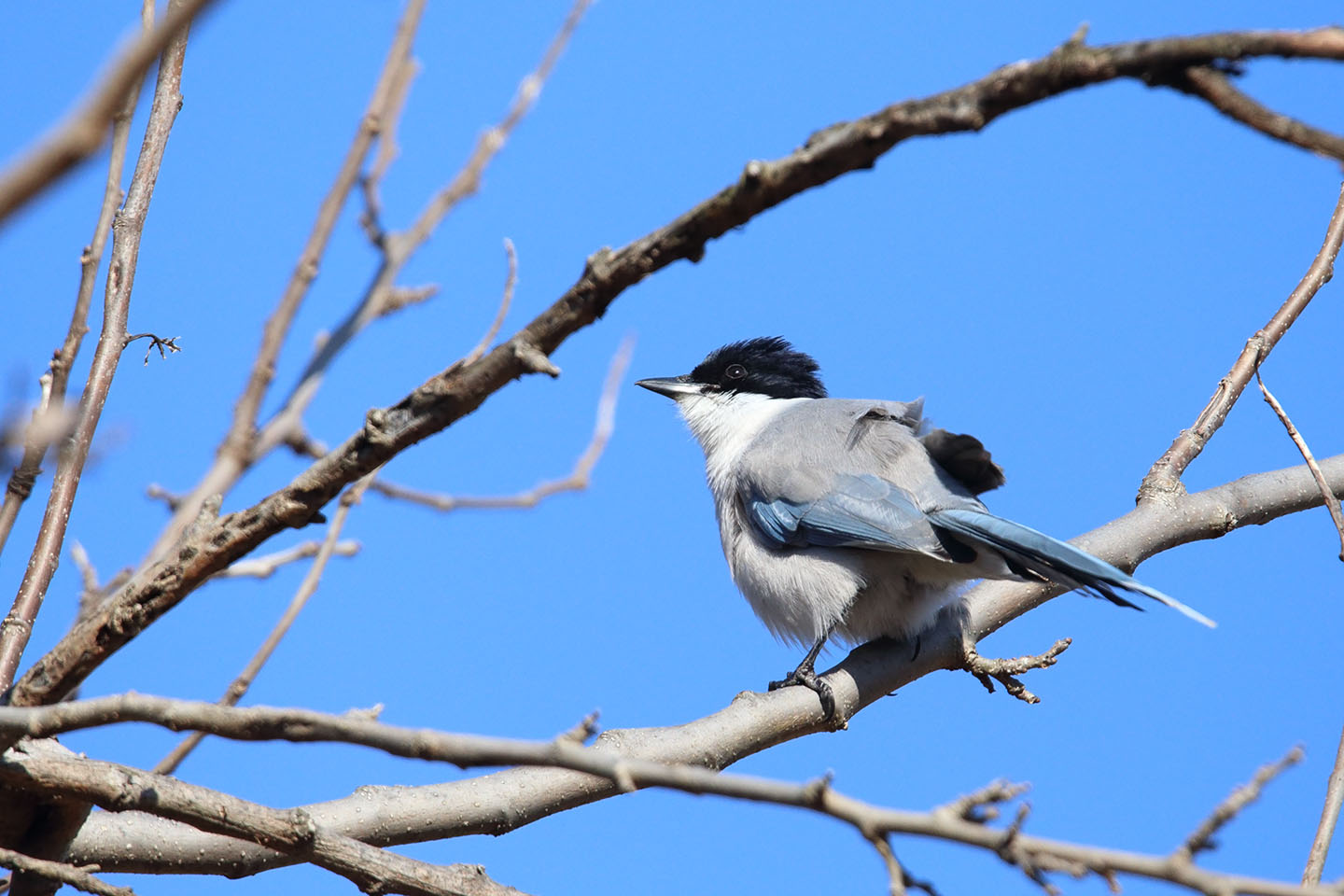 Canon EOS 6D + TAMRON SP 150-600mm F/5-6.3 Di VC USD (A011)