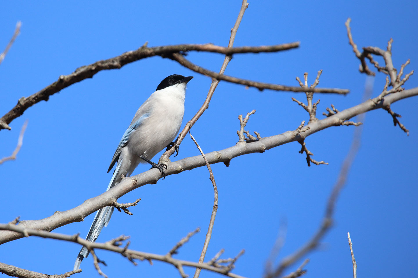 Canon EOS 6D + TAMRON SP 150-600mm F/5-6.3 Di VC USD (A011)