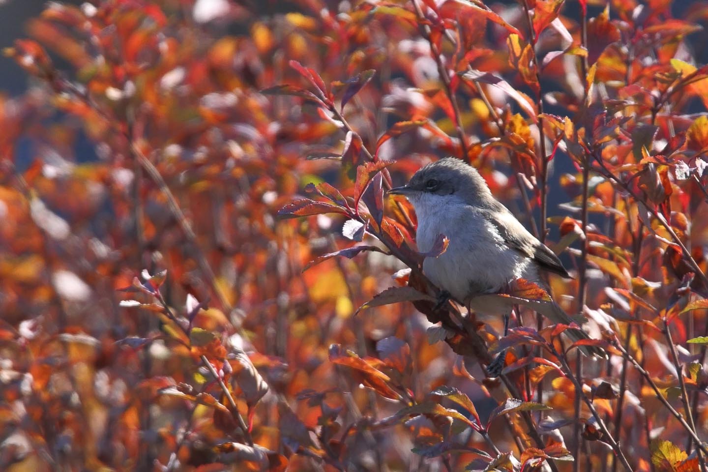 Canon EOS 6D + TAMRON SP 150-600mm F/5-6.3 Di VC USD (A011)