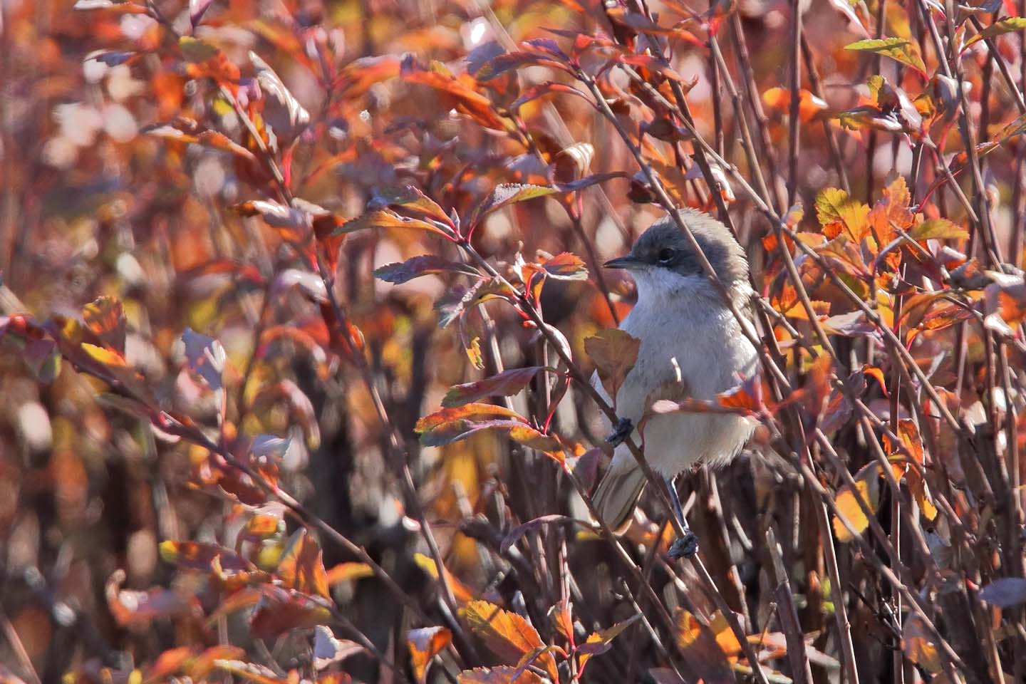 Canon EOS 6D + TAMRON SP 150-600mm F/5-6.3 Di VC USD (A011)