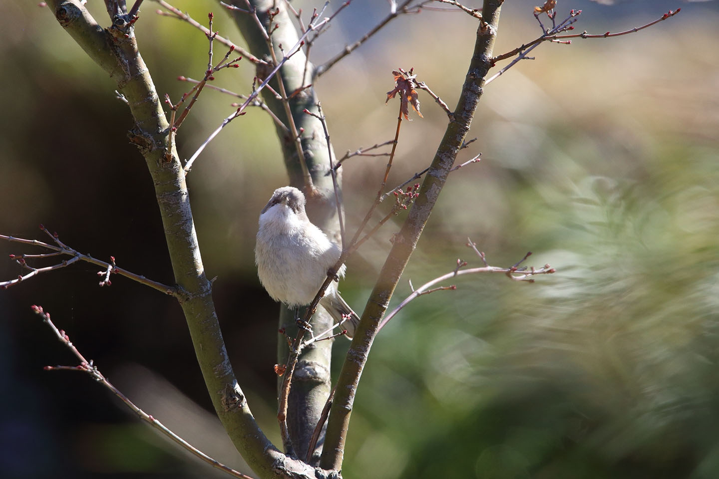 Canon EOS 6D + TAMRON SP 150-600mm F/5-6.3 Di VC USD (A011)