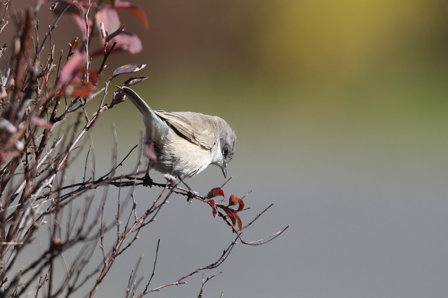 Canon EOS 6D + TAMRON SP 150-600mm F/5-6.3 Di VC USD (A011)