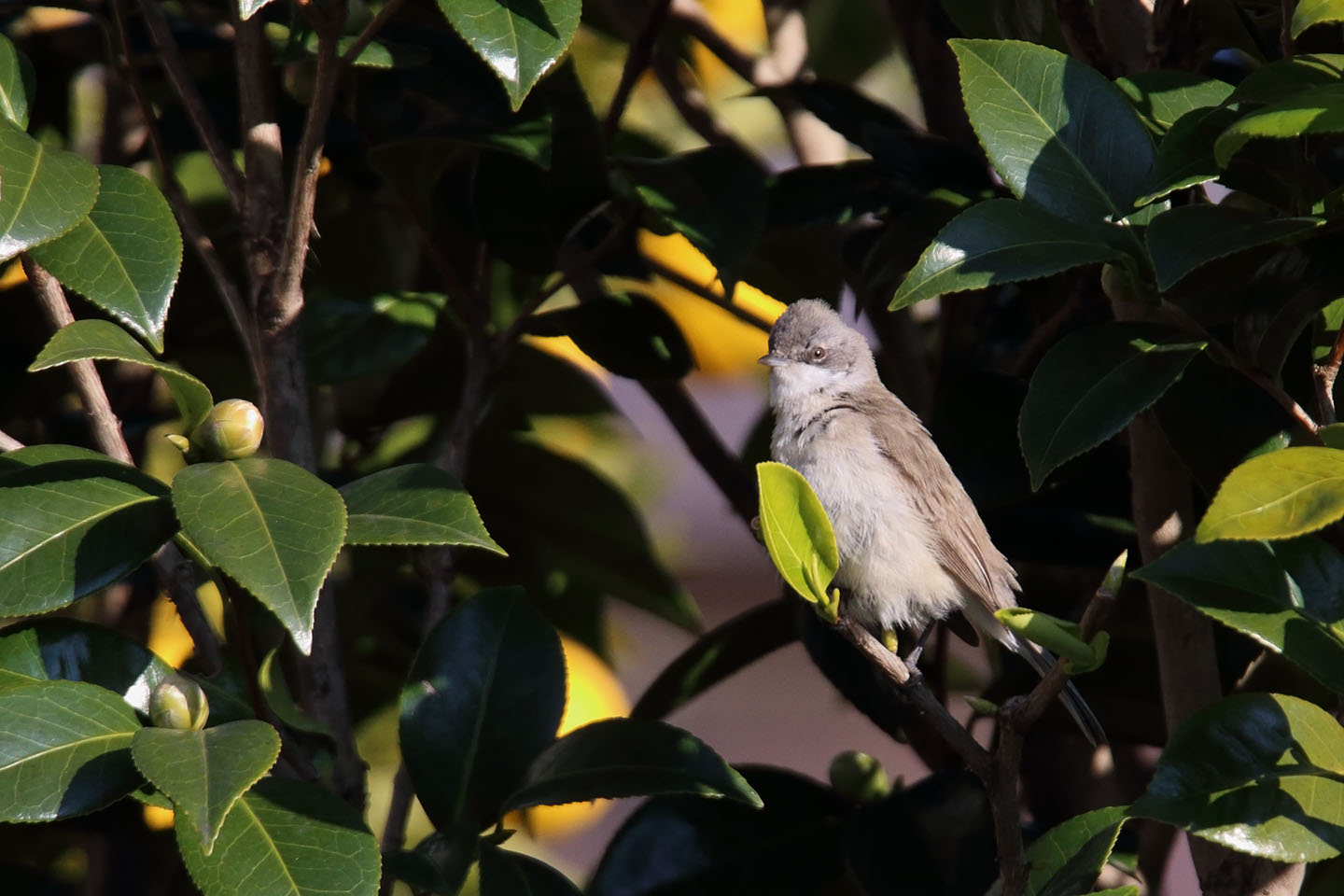 Canon EOS 6D + TAMRON SP 150-600mm F/5-6.3 Di VC USD (A011)