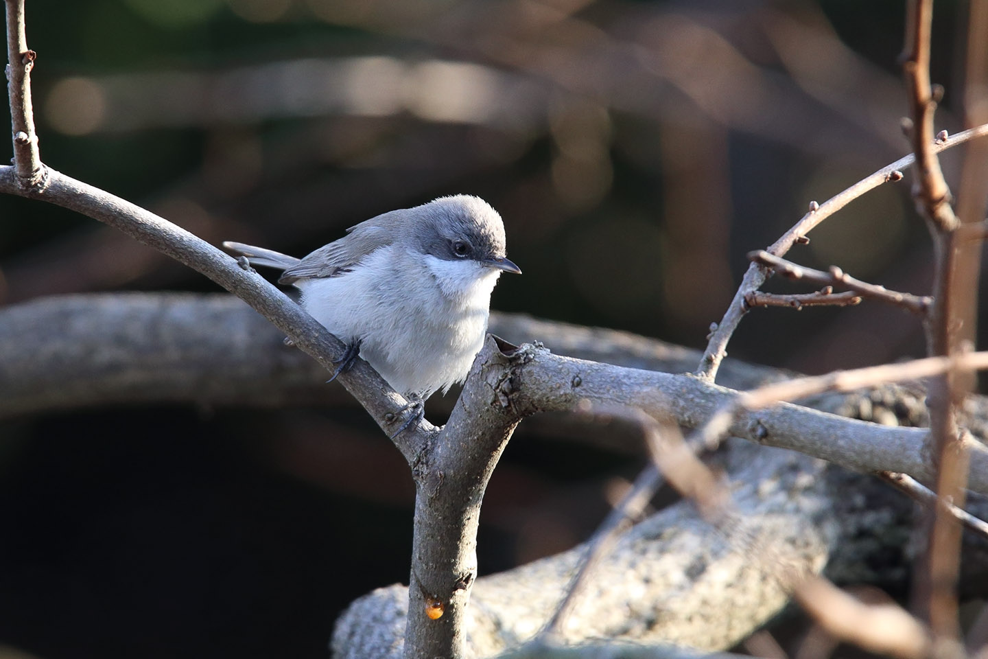 Canon EOS 6D + TAMRON SP 150-600mm F/5-6.3 Di VC USD (A011)