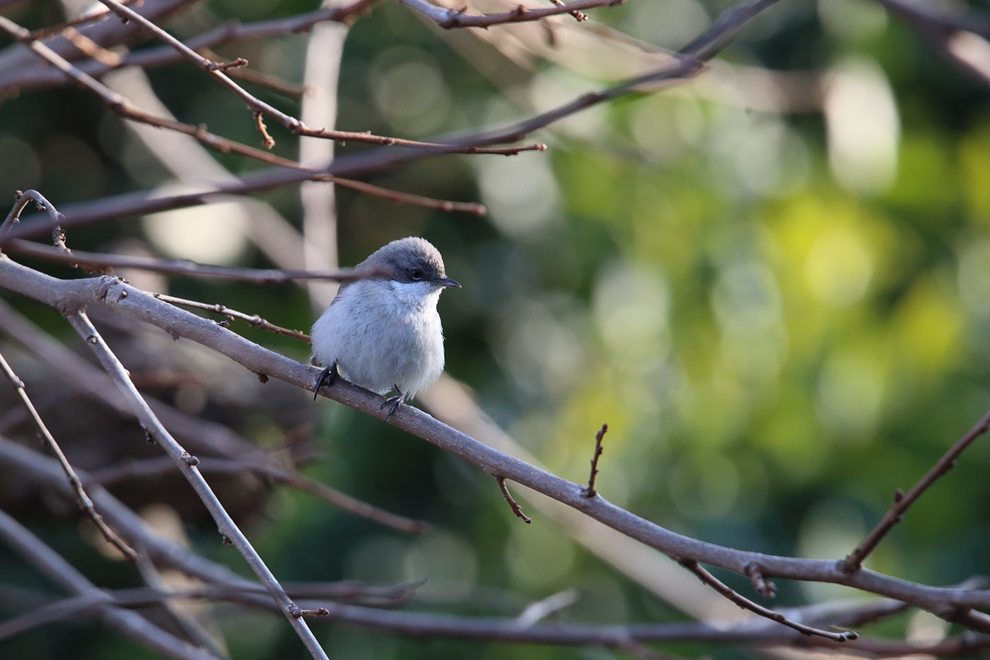 Canon EOS 6D + TAMRON SP 150-600mm F/5-6.3 Di VC USD (A011)