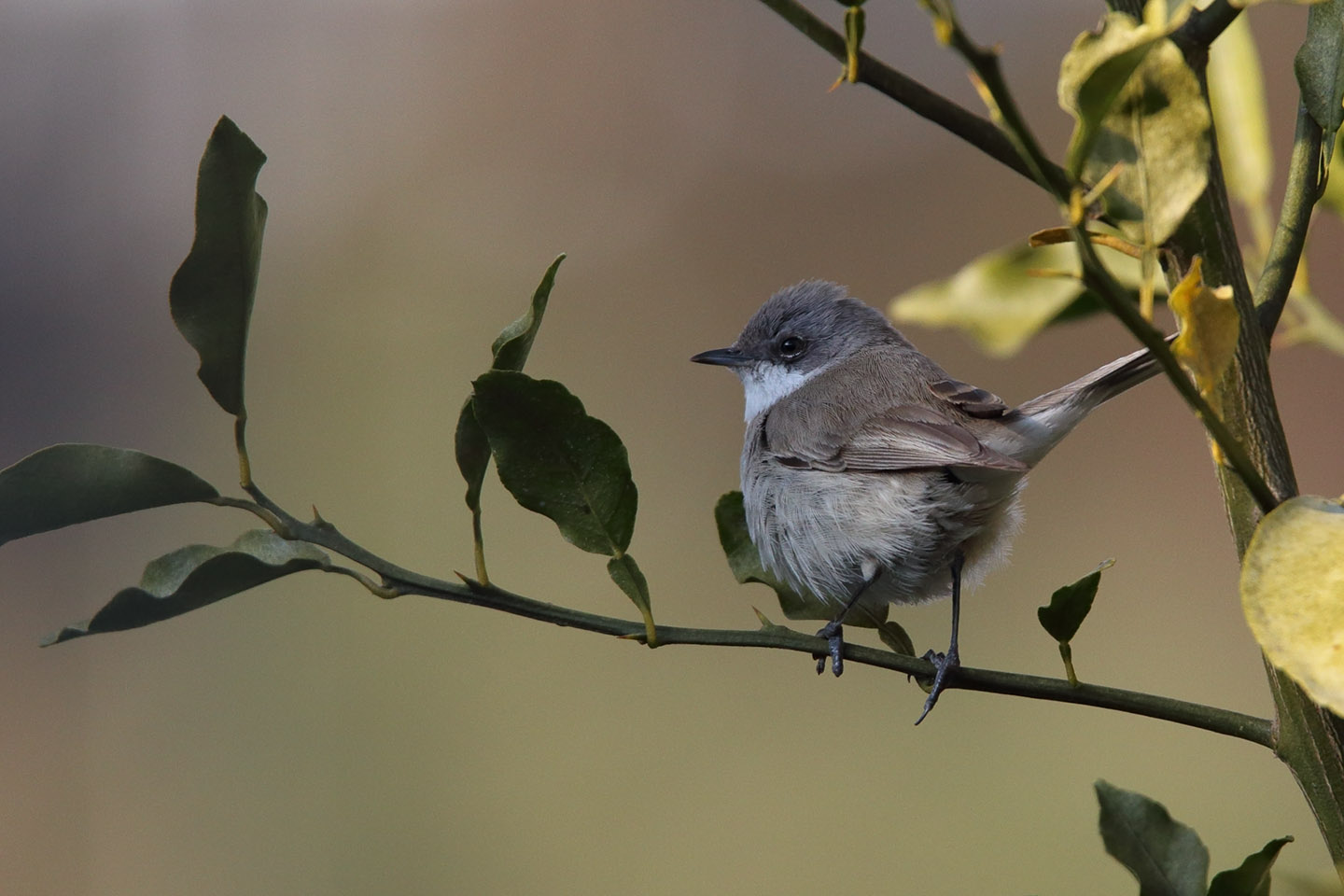 Canon EOS 6D + TAMRON SP 150-600mm F/5-6.3 Di VC USD (A011)