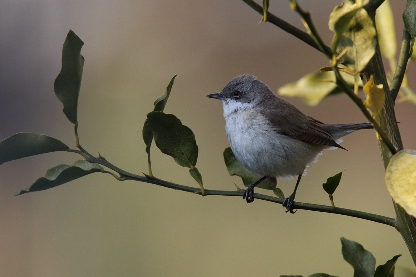 Canon EOS 6D + TAMRON SP 150-600mm F/5-6.3 Di VC USD (A011)