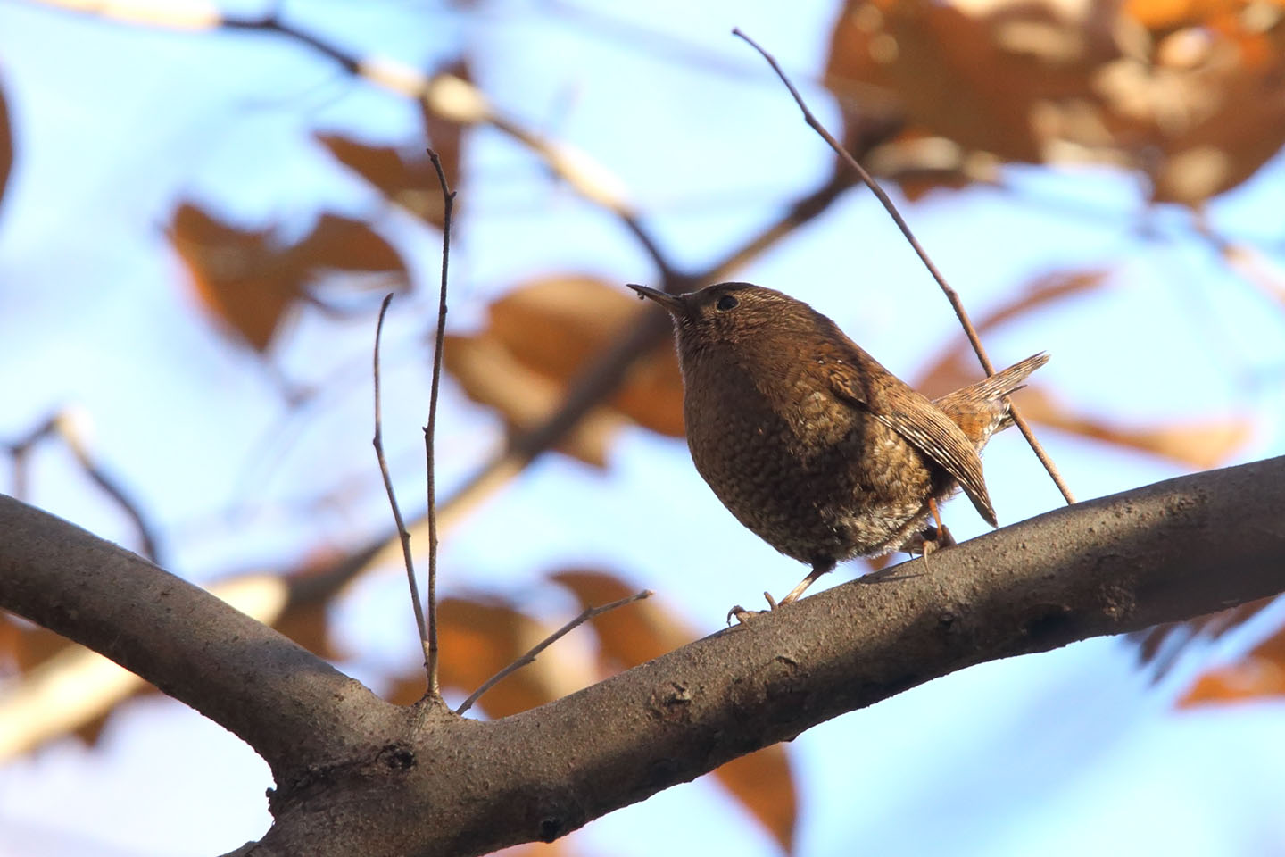 Canon EOS 6D + TAMRON SP 150-600mm F/5-6.3 Di VC USD (A011)