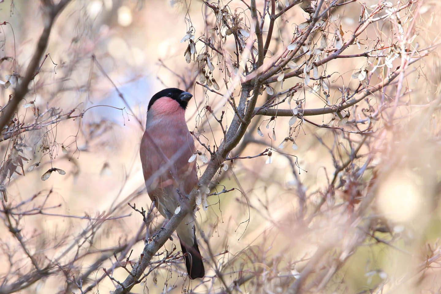 Canon EOS 6D + TAMRON SP 150-600mm F/5-6.3 Di VC USD (A011)