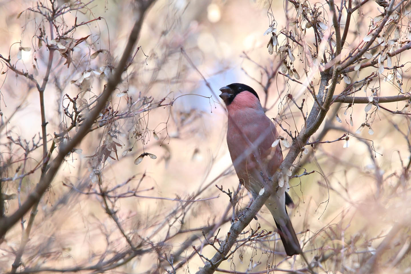 Canon EOS 6D + TAMRON SP 150-600mm F/5-6.3 Di VC USD (A011)