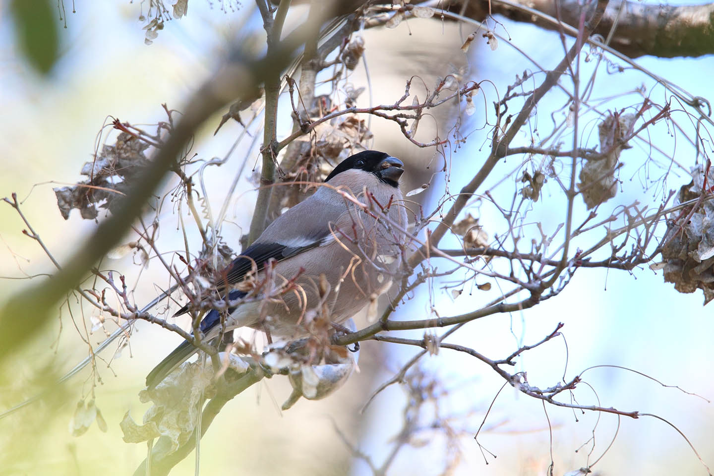 Canon EOS 6D + TAMRON SP 150-600mm F/5-6.3 Di VC USD (A011)