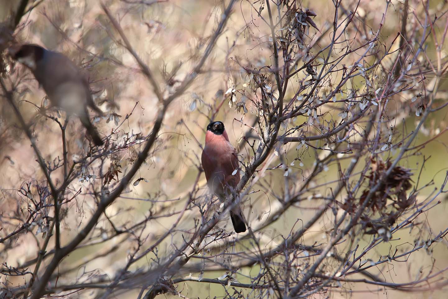 Canon EOS 6D + TAMRON SP 150-600mm F/5-6.3 Di VC USD (A011)