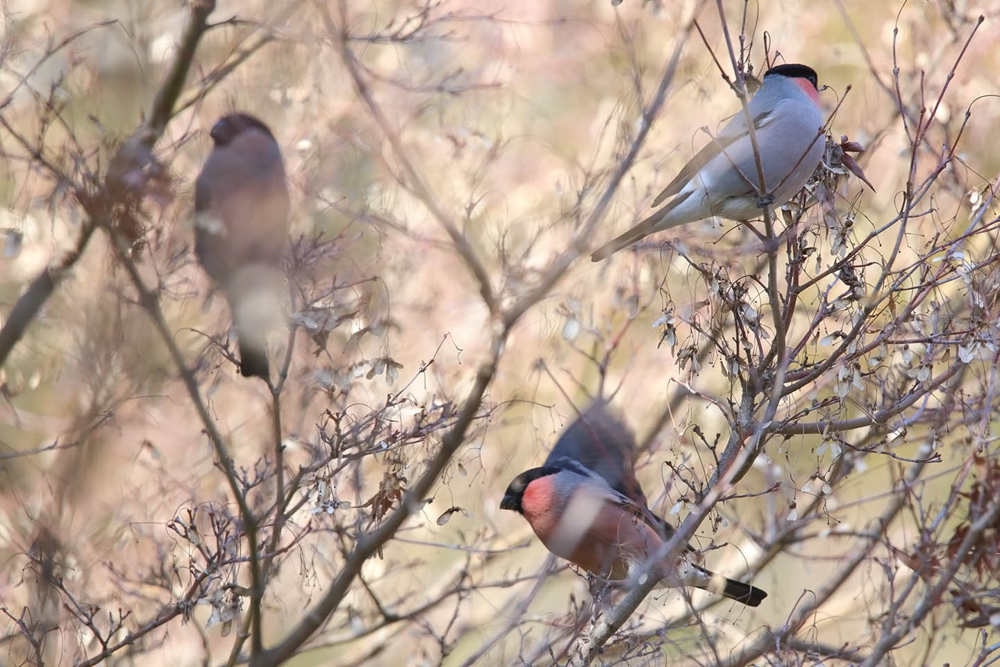 Canon EOS 6D + TAMRON SP 150-600mm F/5-6.3 Di VC USD (A011)