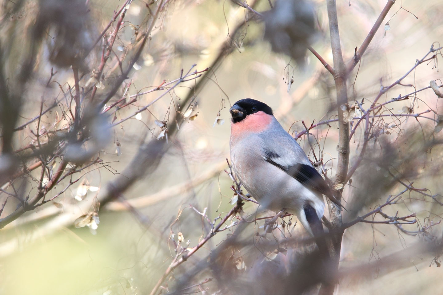 Canon EOS 6D + TAMRON SP 150-600mm F/5-6.3 Di VC USD (A011)