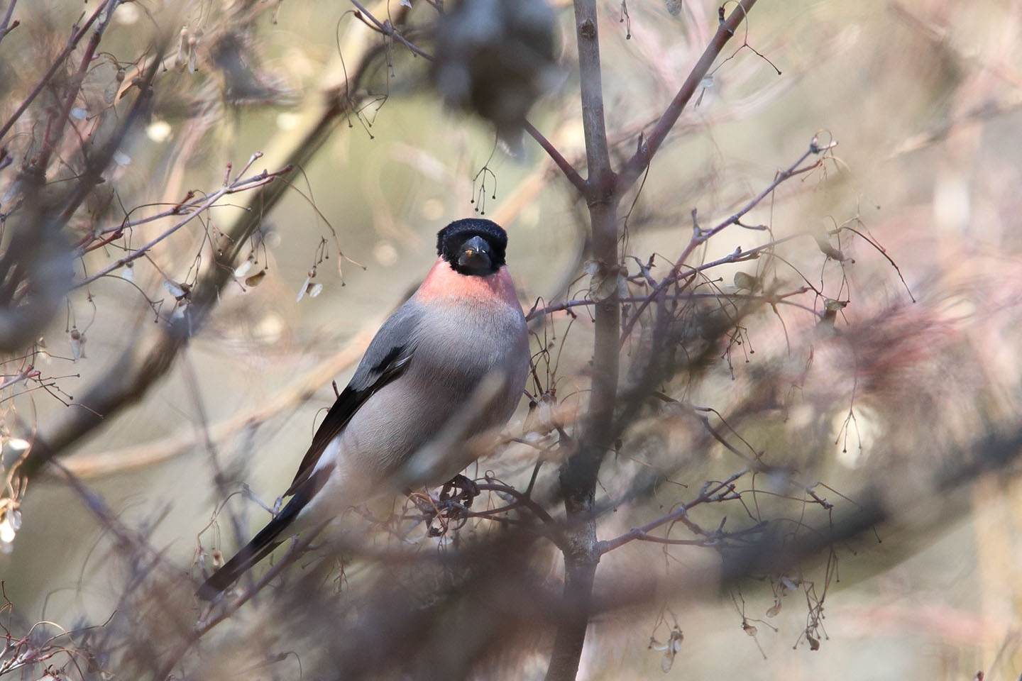 Canon EOS 6D + TAMRON SP 150-600mm F/5-6.3 Di VC USD (A011)