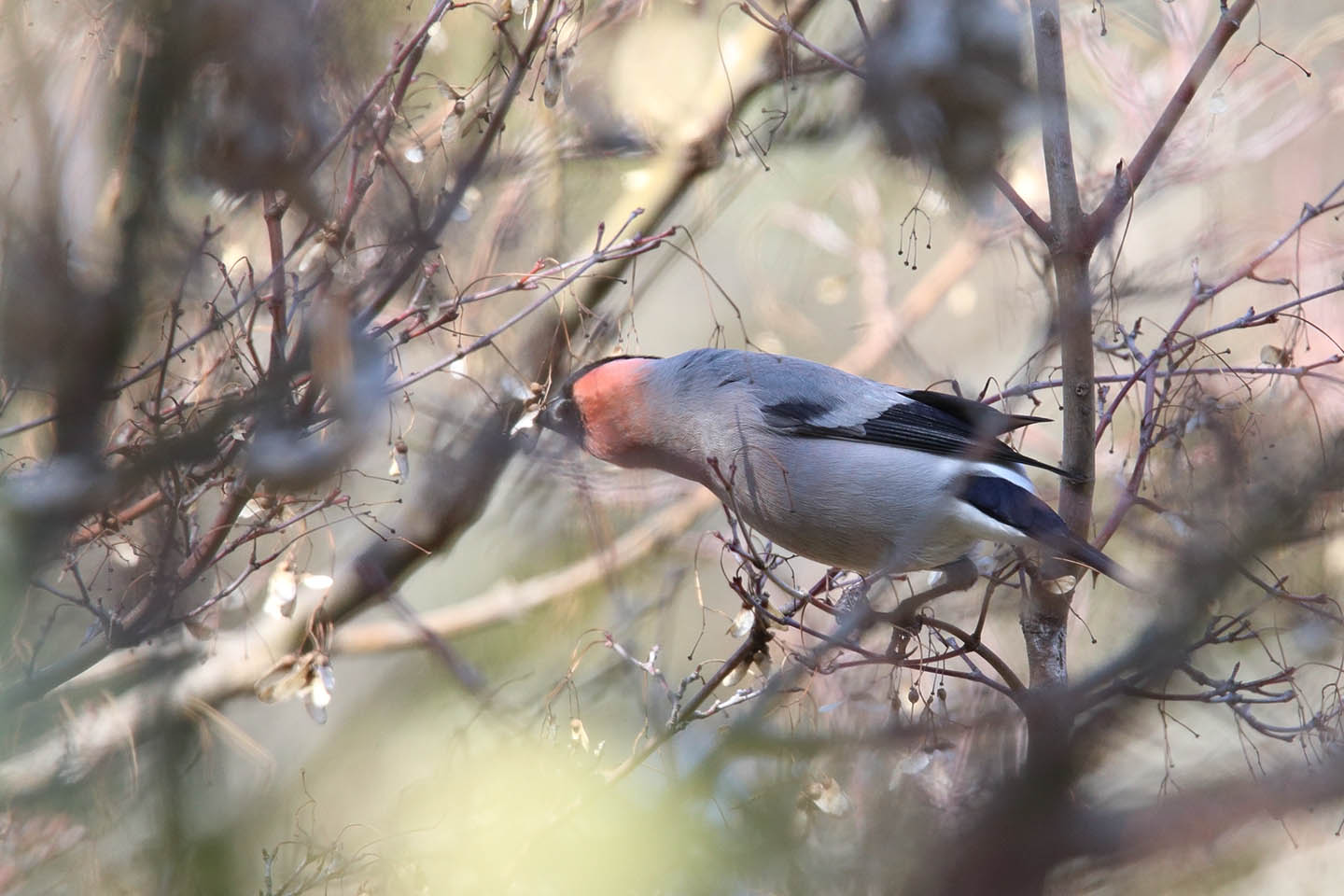 Canon EOS 6D + TAMRON SP 150-600mm F/5-6.3 Di VC USD (A011)